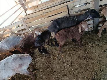 Продаю | Ягненок | Для разведения