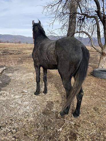 рабочий лошадь: Продаю | Конь (самец) | Полукровка | Рабочий | Племенные — 1