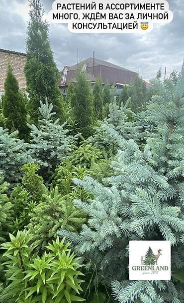 семена елки: Продаются декоративные хвойные растения 🌿🌲 -туи от 100 до 300см -ели — 4