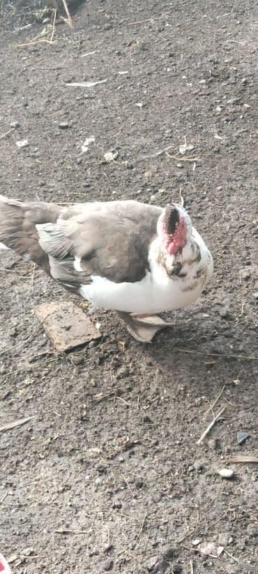 Сатам | Короздор — 3