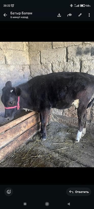 быки породистые: Продаю | Бык (самец) | Полукровка | На откорм | Привязанные — 2