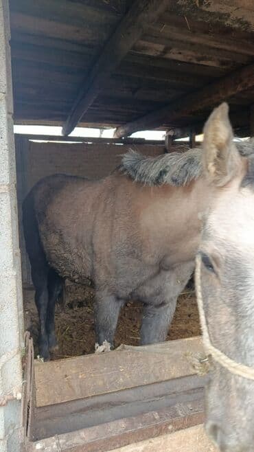 продажа щенков немецкой овчарки с документами в бишкеке: Продаю | Жеребец | Рабочий — 2