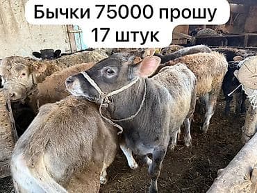 Продаю | Бык (самец), Тёлка | Для разведения | Привязанные