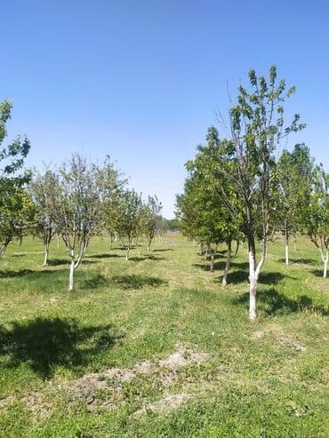 кож завод дом продаю: Сатам Мүйүздүү бодо мал фермасы, 10000 соток, Иштеп жаткан, Жарым-жартылай жабдуулары менен, Электр энергиясы — 6