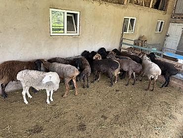 Продаю | Овца (самка) | На забой at lalafo.kg Продаю | Овца (самка) | На забой