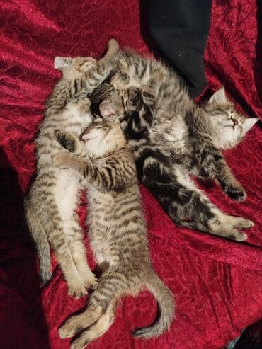 отдам в добрые руки: Породасыз, 3 айлык, Ургаачы, Лотокко барууга үйрөтүлгөн — 1