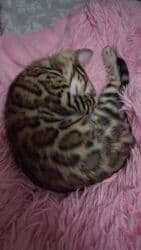 отдам котенка в добрые руки: На бронь бенгальские котята,свободны две девочки,к переезду будут — 17