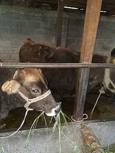 дончак ат: Продаю | Бык (самец) | На откорм | Привязанные — 3