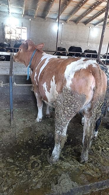 каракол бишкек груз: Талап кылынат Малчы, Төлөм: Ай сайын — 2