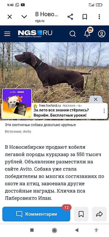 собаки токмок: Дратхаар, 2 айлык, Ургаачы — 4