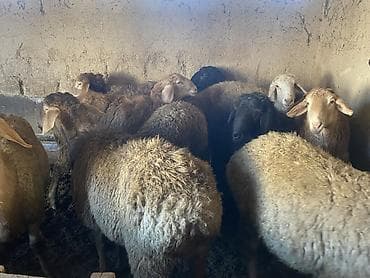 я ищу баран: Продаю | Баран (самец) | Гиссарская, Арашан | На забой, Для разведения | Осеменитель — 6