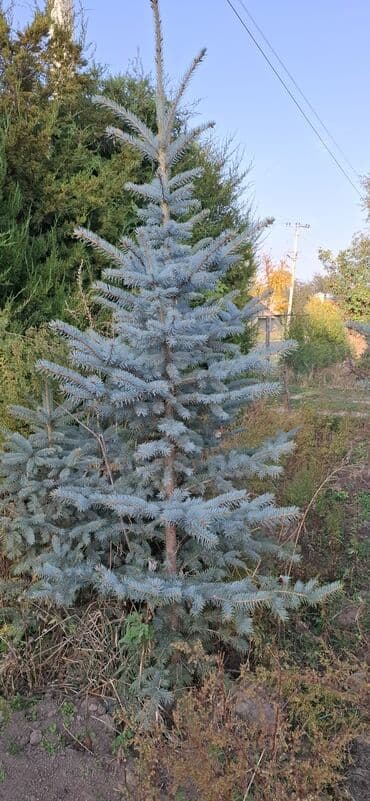 аэратор для газона: Саженцы деревьев: Ели — 8