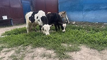 бравекто цена бишкек: Сатам | Уй (ургаачы), Бука (эркек), Кунаажын — 2