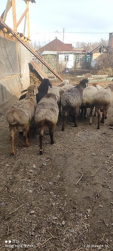 барана: Продаю | Баран (самец) | Полукровка — 4