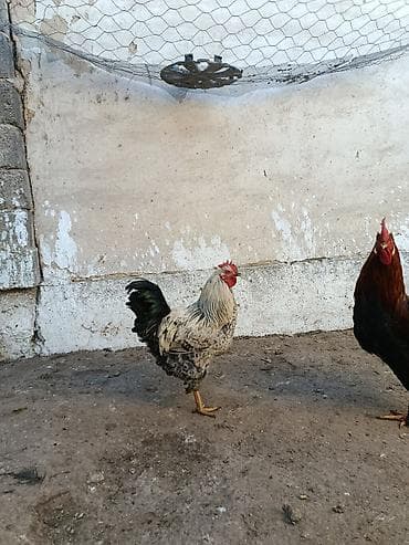 канаттуулар: Сатам | Тооктор, Короздор | Үй | Союуга, Көбөйтүү үчүн, Жумуртка туудуруу үчүн — 8