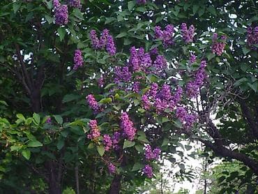 nikon d4: 2) Nikon Coolpix (серия компактных премиум, с «магниевым корпусом» и — 5