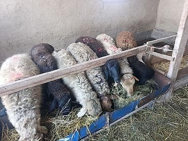 ппу ульи: Продаю | Овца (самка) | Для разведения | Матка — 2