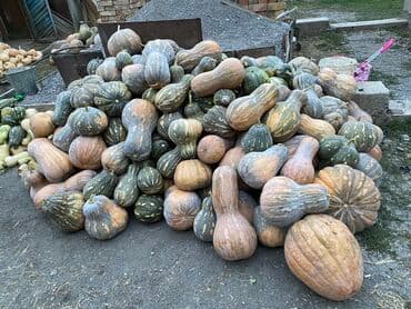 дом для кур: Тыква столовая, урожай с огорода. - Разнообразные сорта — 3