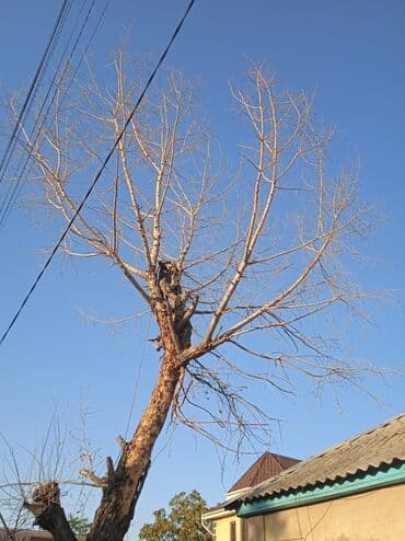кресло барбер: Профессионально оперативно быстро спил любой сложности. Без выходных — 14
