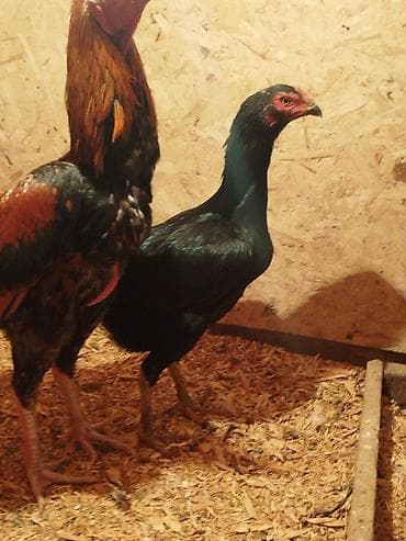 сойушка улак: Сатам | Тооктор — 2