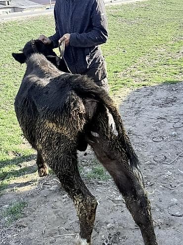 Ветеринар кызматы: Сатам | Бука (эркек) | Бордоп семиртүү үчүн | Байланган — 4