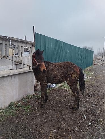 Другие животные: Продаю | Жеребенок | Для разведения | Племенные — 5