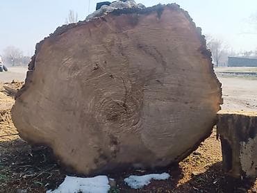 Фанера: Большой цельный чурбак/комель лиственной породы. Характеристики по — 1