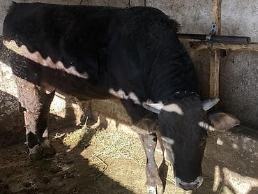 Продаю | Бык (самец) | На откорм | Привязанные at lalafo.kg Продаю | Бык (самец) | На откорм | Привязанные