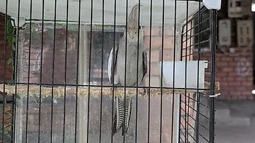 попугай: Кореллы (нимфы) в клетке - Пара ручных корелл с хохолком и яркими — 6