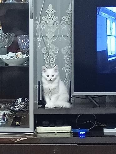 кошка белый: Ангорская, 1 месяц, Девочка, Белый — 2