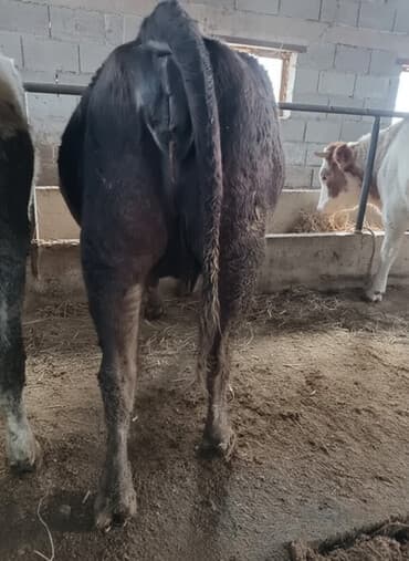 дом кошек: Продаю | Корова (самка) | Алатауская, Швицкая | Для разведения, Для молока | Племенные, Стельные, Искусственник — 1