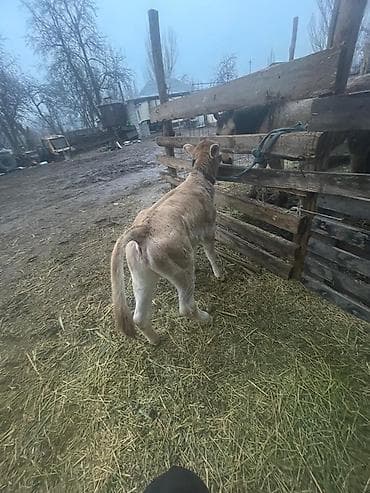 бычок телка: Продаю | Музоо, торпок | На откорм — 6