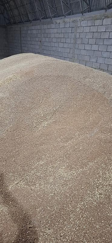 Продаю Кукурузу, пщеницу цена договорная