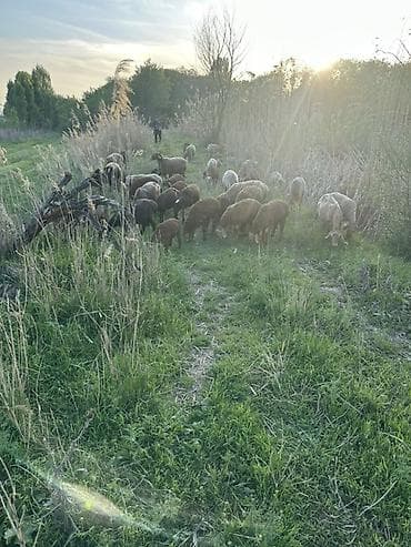 отдам голубей: Продаю | Овца (самка) | Полукровка | Для разведения | Матка — 2