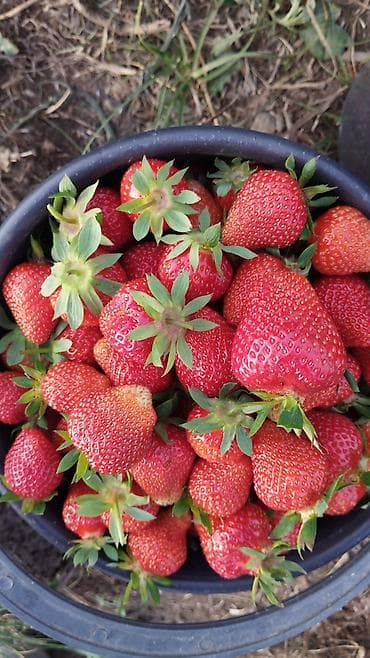 Рассады клубники сорт альбионмурано,клери,и черный долгоиграющий с — 5