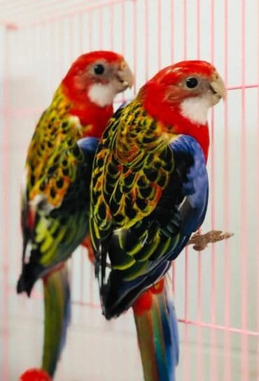 домик для волнистых попугаев: Попугаи разных видов Волнистые Каркллы Неразлучники Ожиреловые — 16