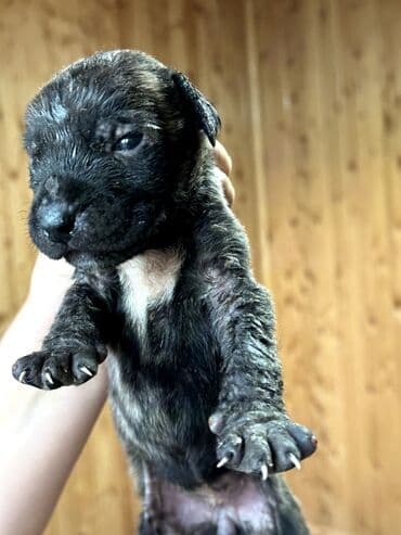 бульдоги: Щенки Канарского Дога (Presa Canario) С документами, прививками 8 — 25