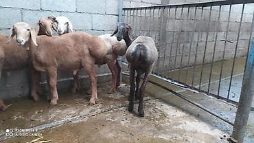 продам курей: Продаю | Баран (самец) | Гиссарская | На забой, Для разведения — 5