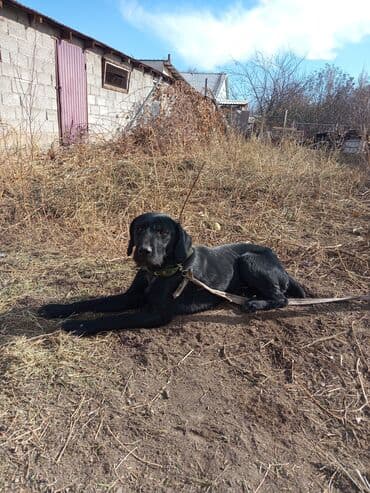 Грызуны: Собака даром: Дратхаар, 2 года, Самка, С прививкой — 3