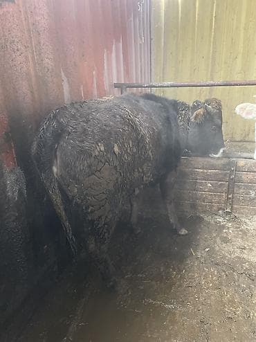 комбикорм для коров: Продаю | Тёлка | Ангус, Герефорд, Голштин — 5