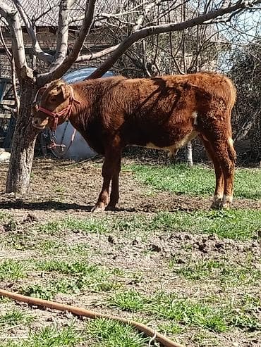 швиц бык: Продаю | Бык (самец) | На откорм | Привязанные — 2