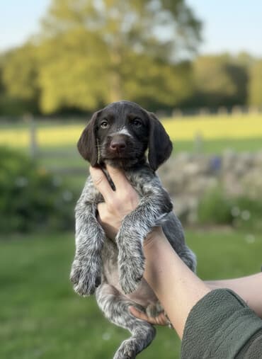 немецкая овчарка черная щенок купить: Дратхаар, 2 айлык, Ургаачы — 3