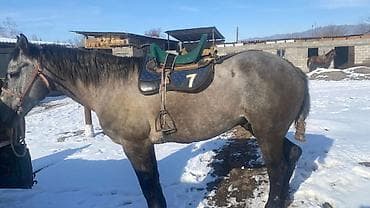 красноухая черепаха: Продаю | Конь (самец) | Конный спорт | Мерин — 4