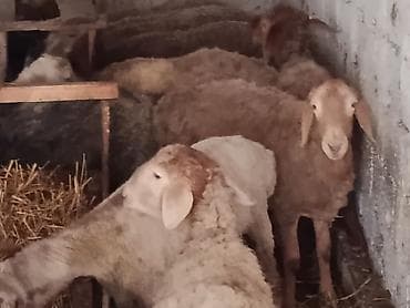 инкубационный яйцо бройлера: Продаю | Овца (самка) | Полукровка | Для разведения | Матка — 2