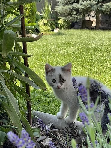scottish fold: Кошка даром: Беспородная, 2 месяца, Мальчик, Приучена к лотку, Проглистована — 3