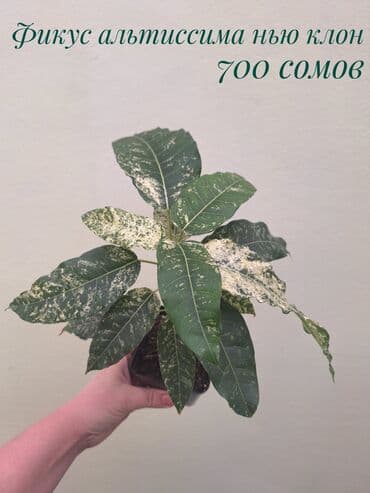 сколько стоит аквариум для рыбок: ● Комнатные растения (укоренённые черенки, молодые растения, взрослые — 4