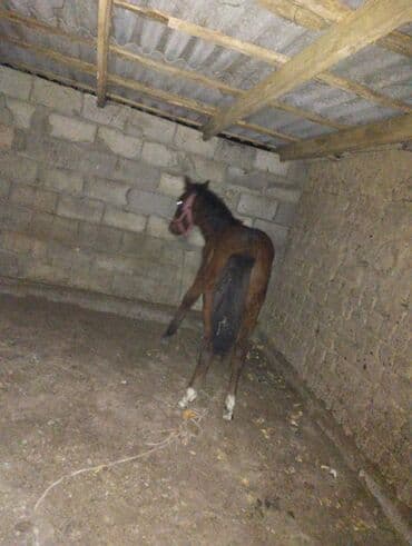 каровы кировское: Продаю | Жеребенок | Дончак | Для разведения, Рабочий, Конный спорт | Племенные — 2