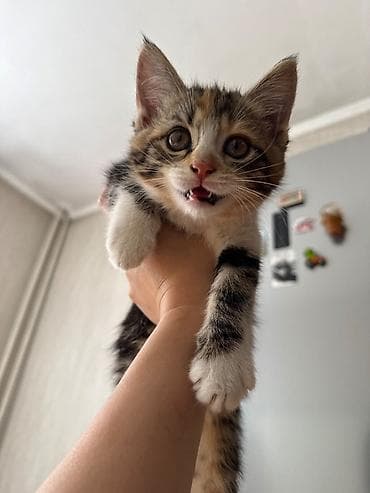 манчкин коты: Кошка даром: Беспородная, 2 месяца, Мальчик, Приучена к лотку — 2