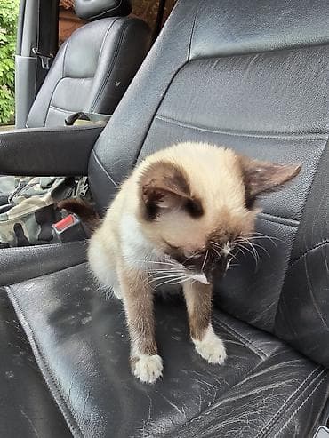 собака отдам даром: Кошка даром: Сиамская, 3 месяца, Мальчик — 4