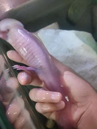 аксолотль: Продаю аксолотля 2 года самец.Аксолотль (Axolotl) — декоративная — 3
